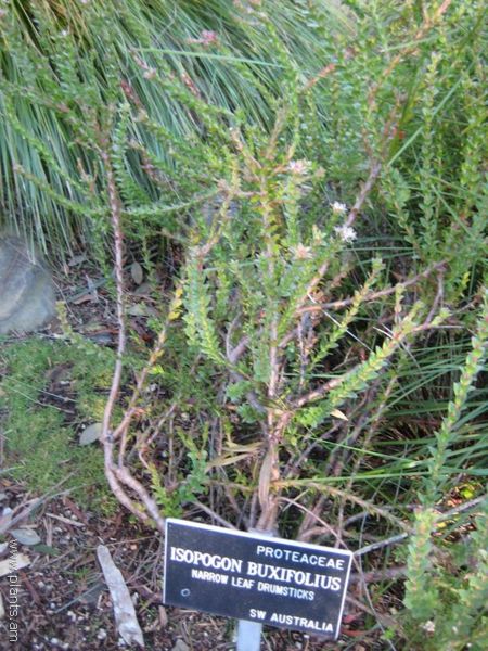 File:Isopogon buxifolius-narrow leaf drumsticks-IMG 6954 sfbg0308.jpg