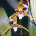 Thumbnail for version as of 12:33, 2 May 2007