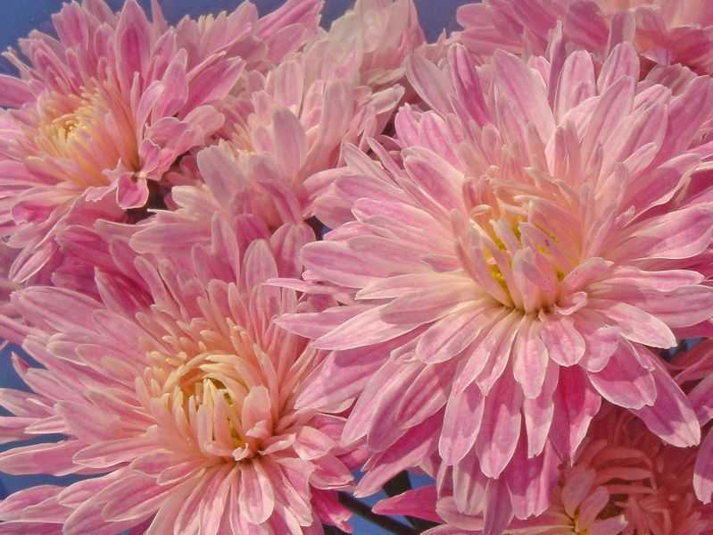 File:Pink chrysanthemum-2692.jpg