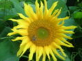 Close-up of sunflower.