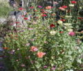 A bed of zinnias