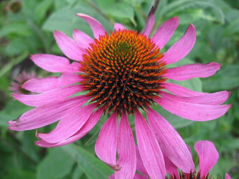 File:1024px-Echinacea purpurea Punahattu Arto Alanenpää.jpg