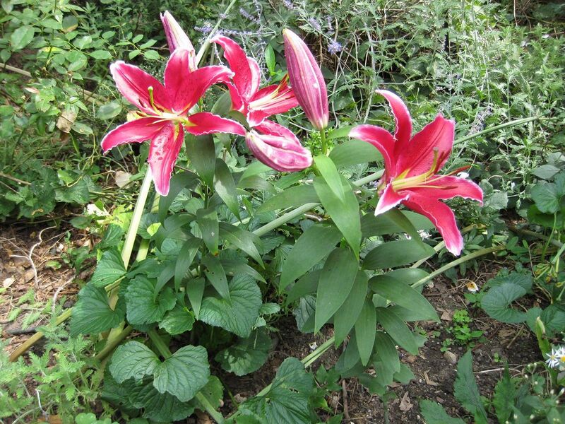 File:1280px-IMG 0714 bbg09.jpg