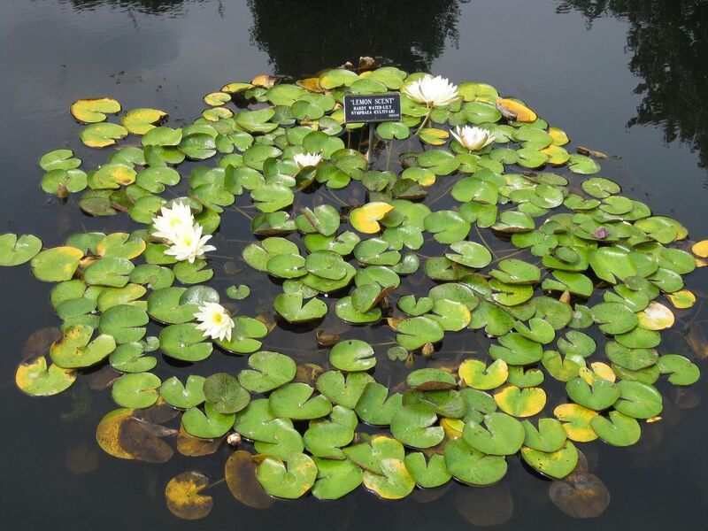 File:1280px-IMG 0757 bbg09.jpg