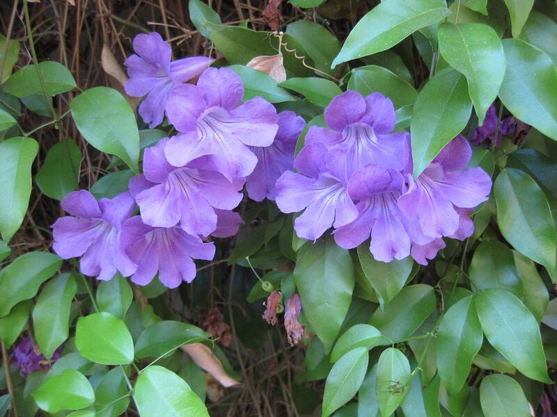 File:1280px-IMG 1848 hunt09oct.jpg