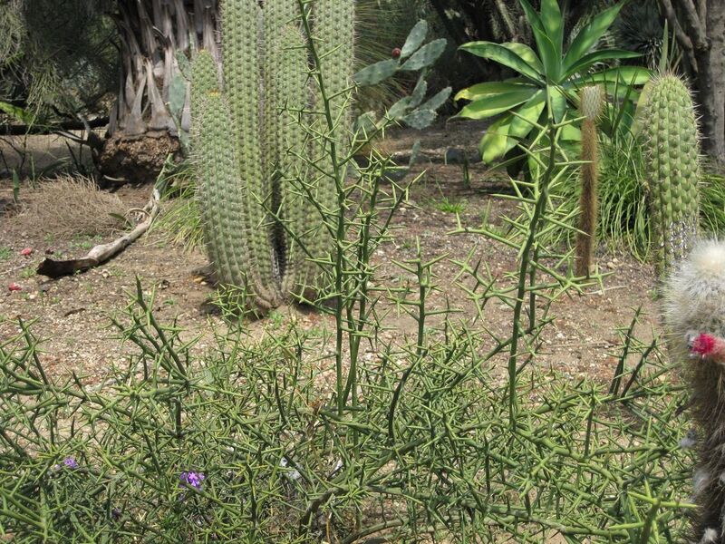 File:1280px-IMG 4395 hunt0904.jpg