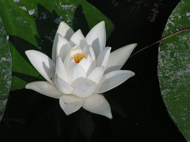 File:1280px-Nymphaea alba 1.JPG