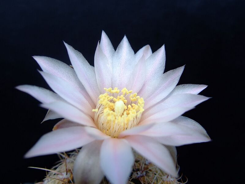 File:1280px-Succu Gymnocalycium bruchii 01.jpg