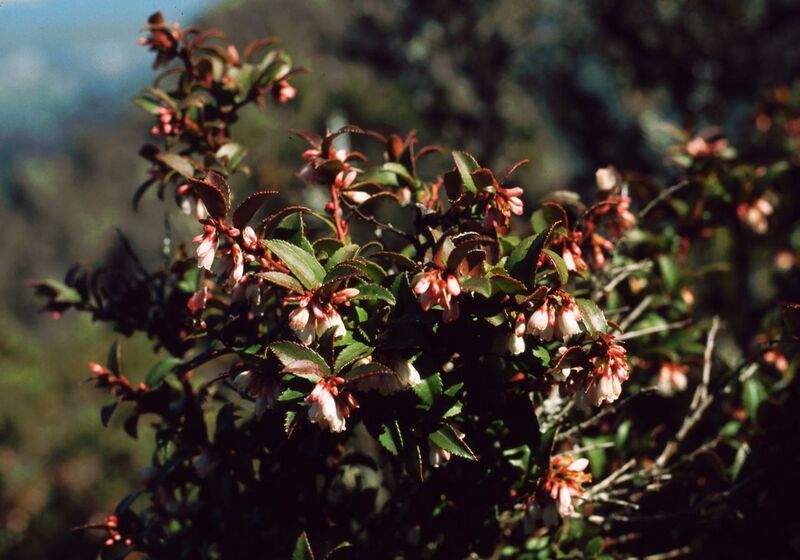File:1280px-Vaccinium ovatum 2.jpg