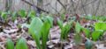 Young ramsons in late February 2007 (Germany, Rhine valley)