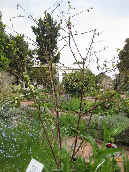 File:576px-IMG 5248 hunt0904.jpg