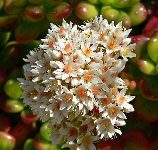 File:806px-Sedum lucidum 3.jpg