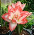 Hippeastrum 'Blossom Peacock'