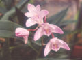Dendrobium kingianum