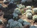 Echeveria albicans x E. colorata