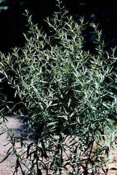 Artemisia dracunculus