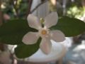 Wrightia antidysenterica