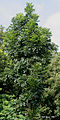Young tree