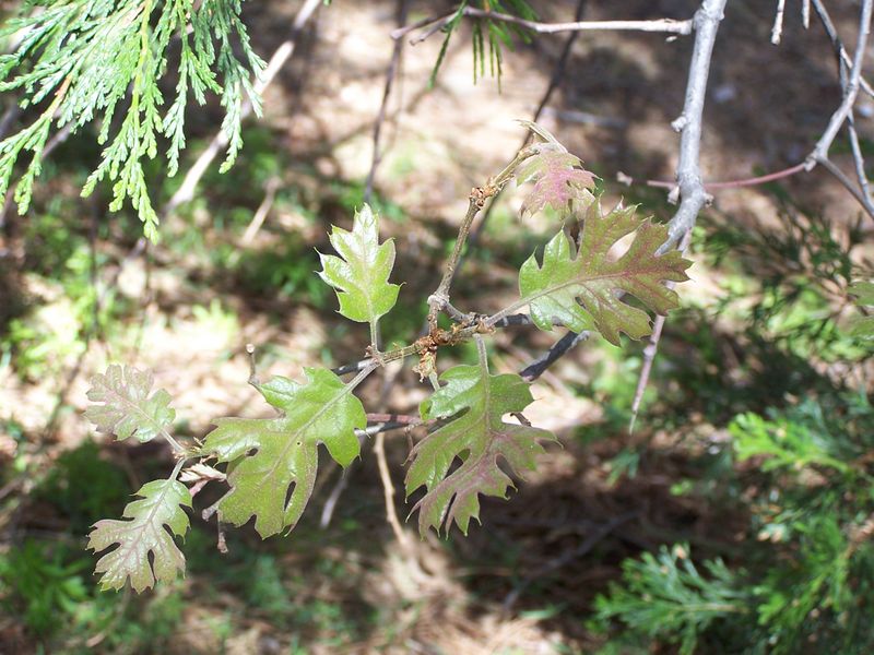 File:100 2414.jpg