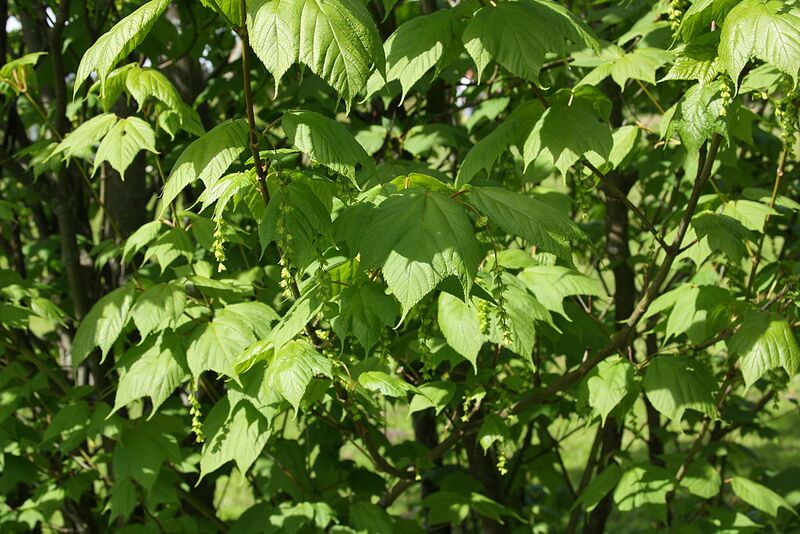 File:1024px-Acer pensylvanicum leaves flowers.jpg
