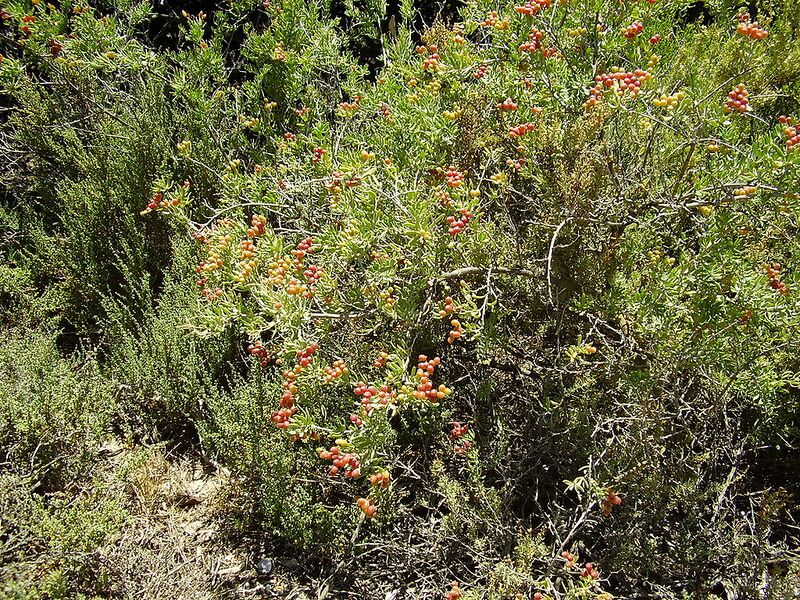 File:1024px-Nitraria billardierei.jpg