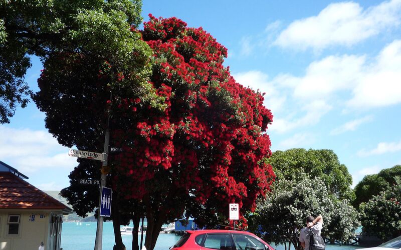 File:1280px-Akaroa Pohutukawa.jpg