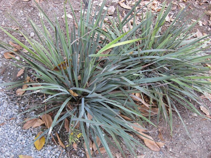 File:1280px-IMG 1893 hunt09oct.jpg