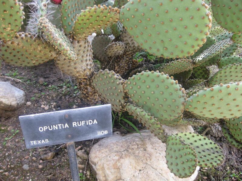 File:1280px-IMG 2276 hunt0903.jpg