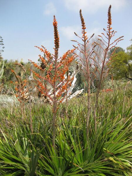 File:576px-IMG 4440 hunt0904.jpg