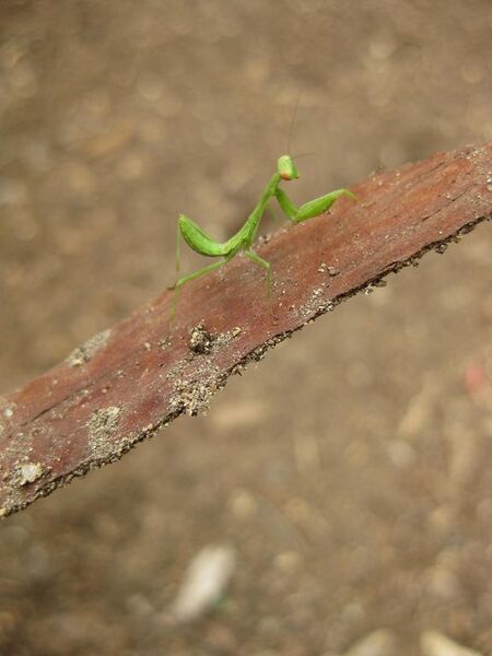 File:576px-IMG 7127 hunt09jun.jpg