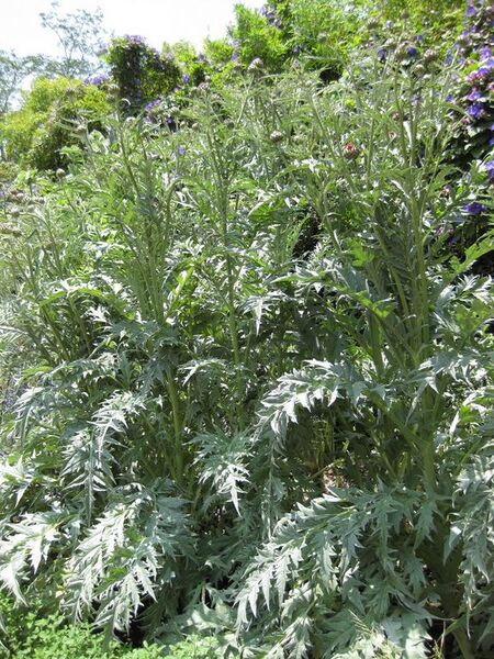 File:576px-IMG 7644 hunt09jun.jpg