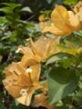 Yellow bougainvillea
