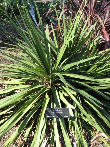 File:Cordyline-ti tawhiti-IMG 0612 hunt07.jpg