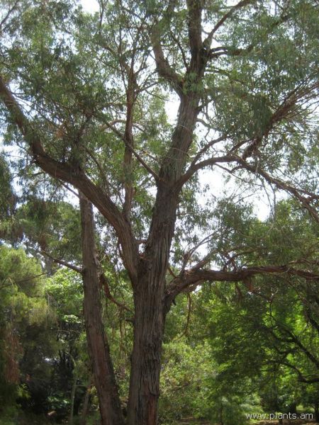 File:Eucalyptus leucoxylon-rosea-IMG 3032 lokrun.jpg