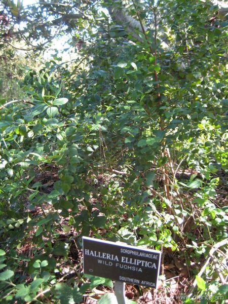 File:Halleria elliptica-wild fuchsia-IMG 7964 sfbg0308.jpg