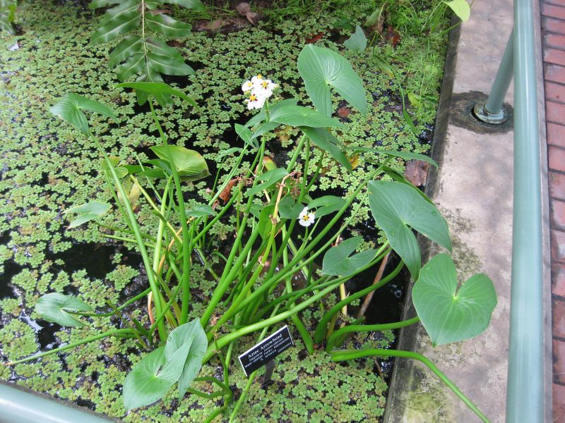 File:IMG 0982 bbg09.jpg