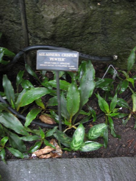 File:IMG 1054 bbg09.jpg