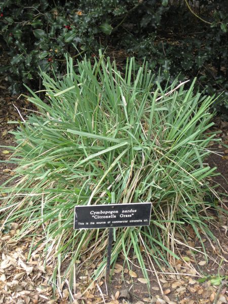 File:IMG 5243 hunt0904.jpg