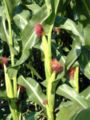 Corn plants showing ears