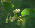 White mulberry