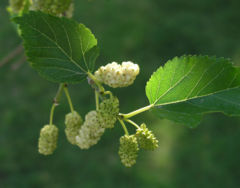 White Mulberry leaves and fruit