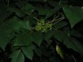 Poison Ivy berries look nothing like raspberries