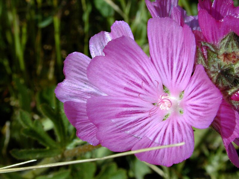 File:1024px-Checkerbloom, Bay Area.jpg