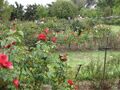 Thumbnail for version as of 09:01, 29 April 2025