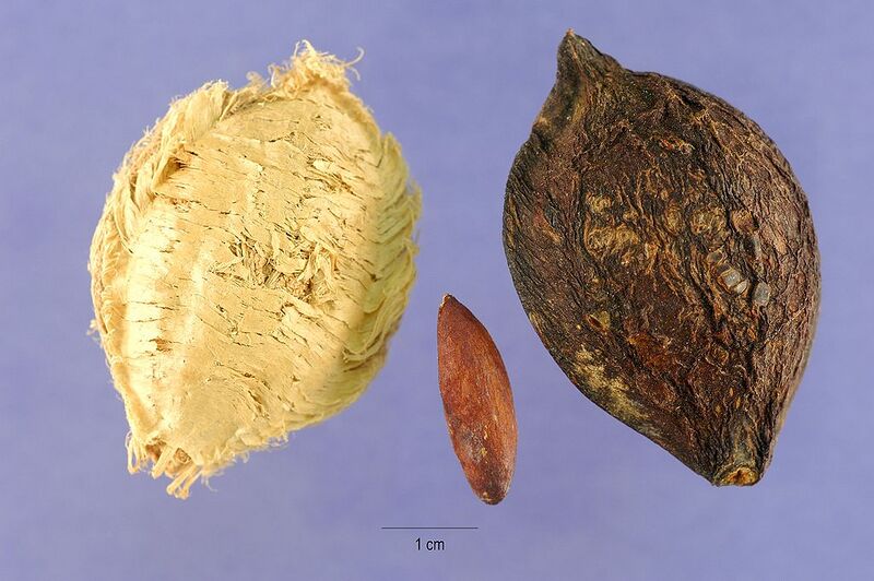 File:1024px-Teca 001.jpg