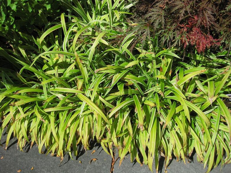 File:1280px-IMG 0056 nybg09.jpg