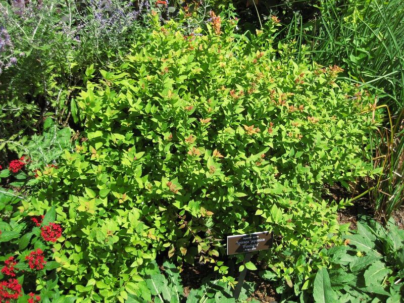 File:1280px-IMG 0143 nybg09.jpg