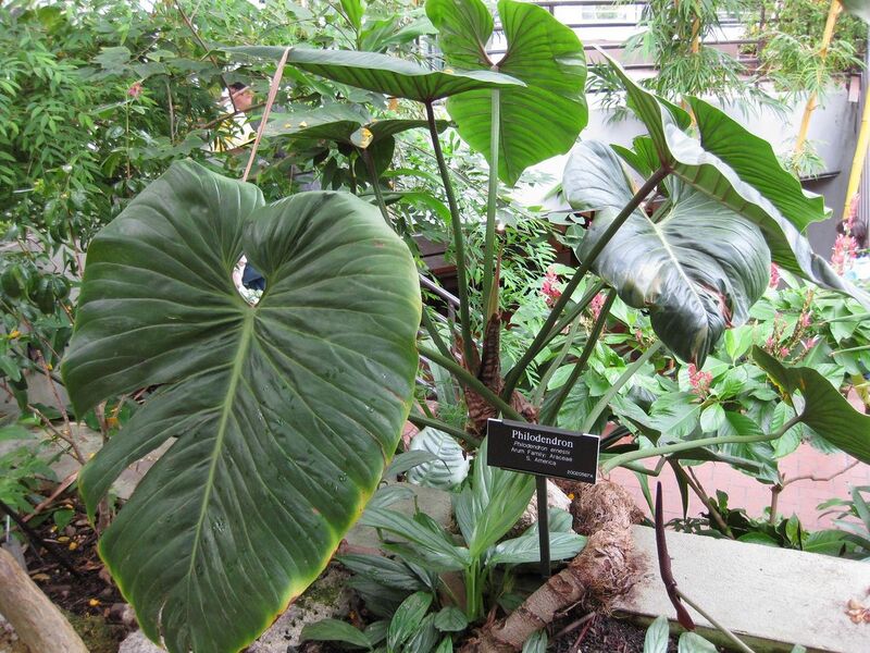 File:1280px-IMG 0927 bbg09.jpg