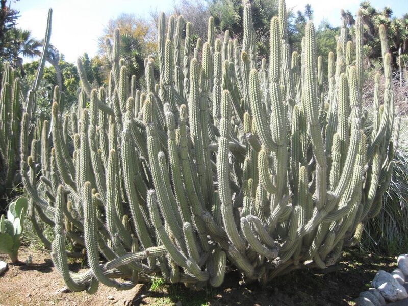 File:1280px-IMG 2409 hunt0903.jpg