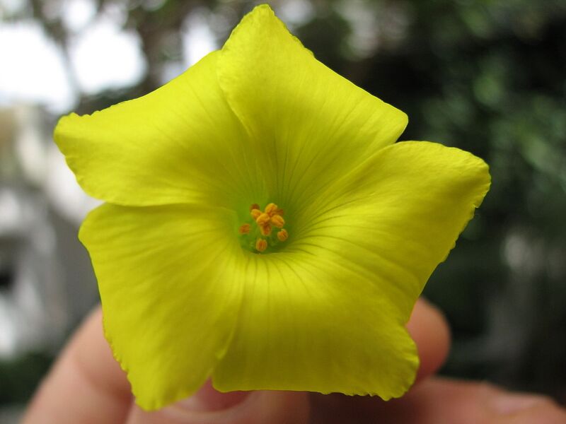 File:1280px-Oxalis pes-caprae flower detail.JPG